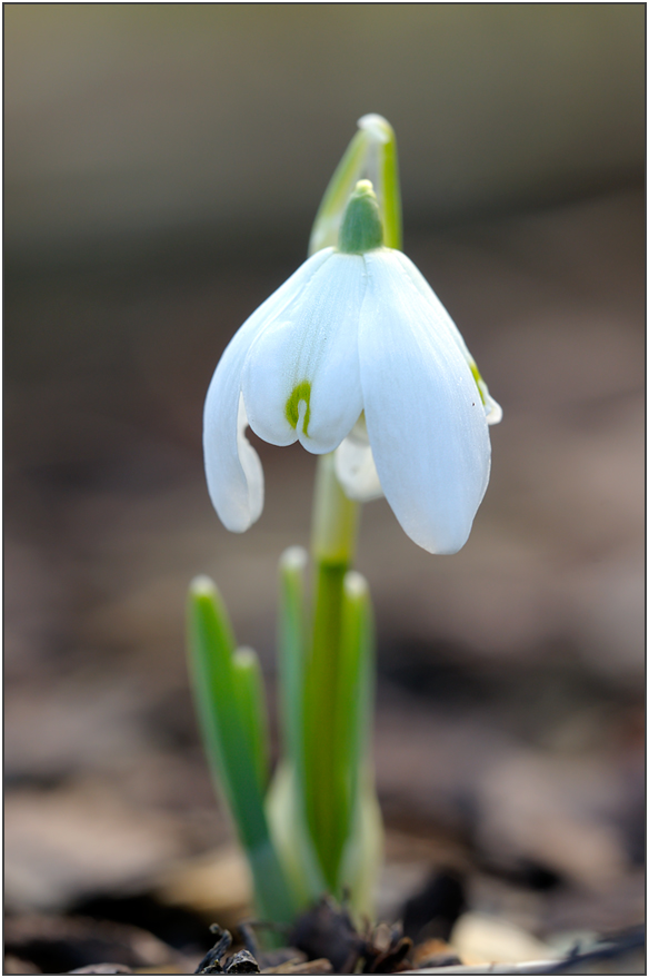 Der Frühling kommt!