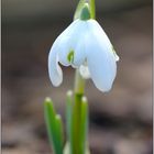 Der Frühling kommt!