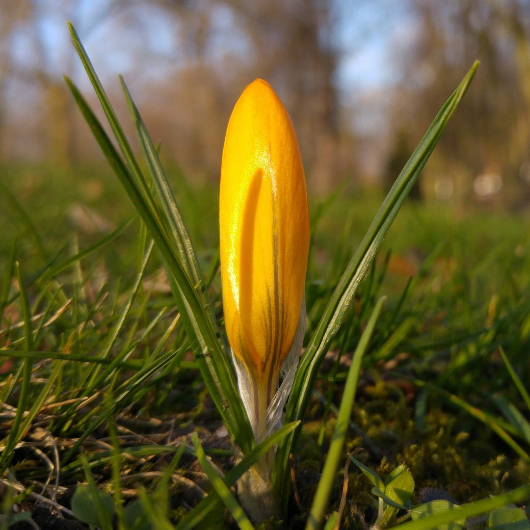 Der Frühling kommt...