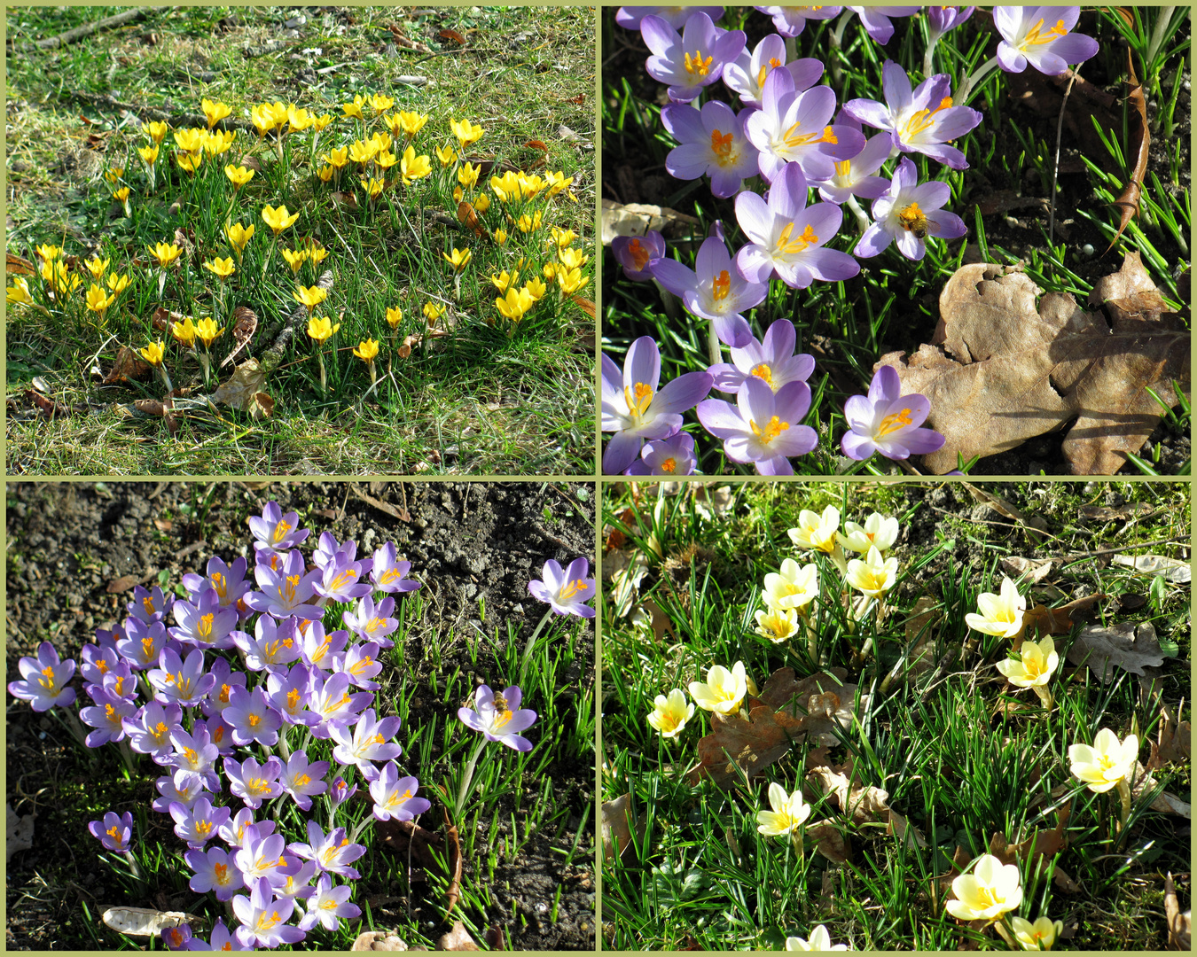 der Frühling kommt