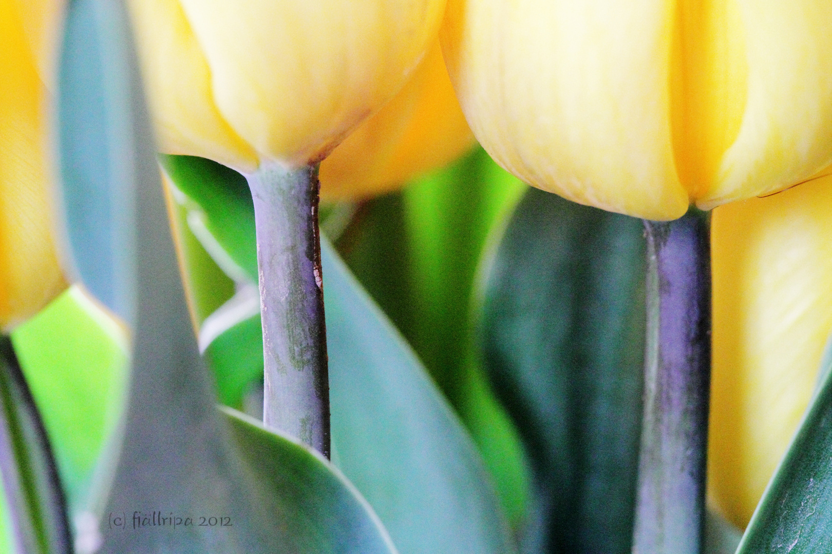 der Frühling kommt..........