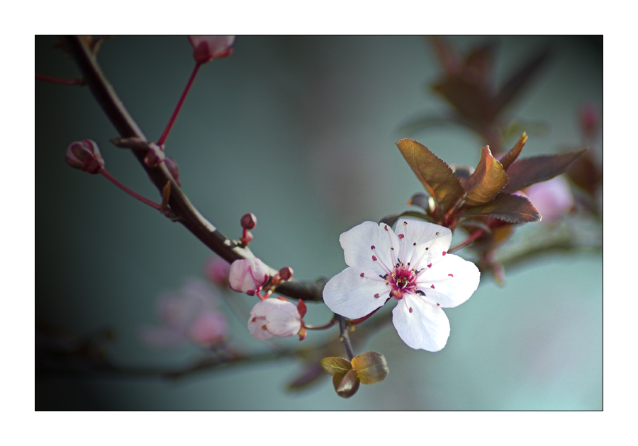 Der Frühling kommt!