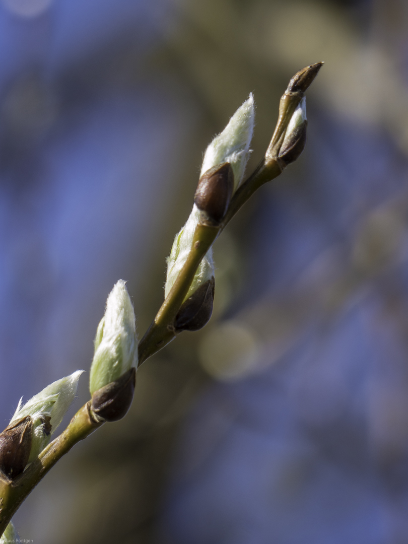 Der Frühling kommt...