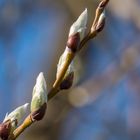 Der Frühling kommt...