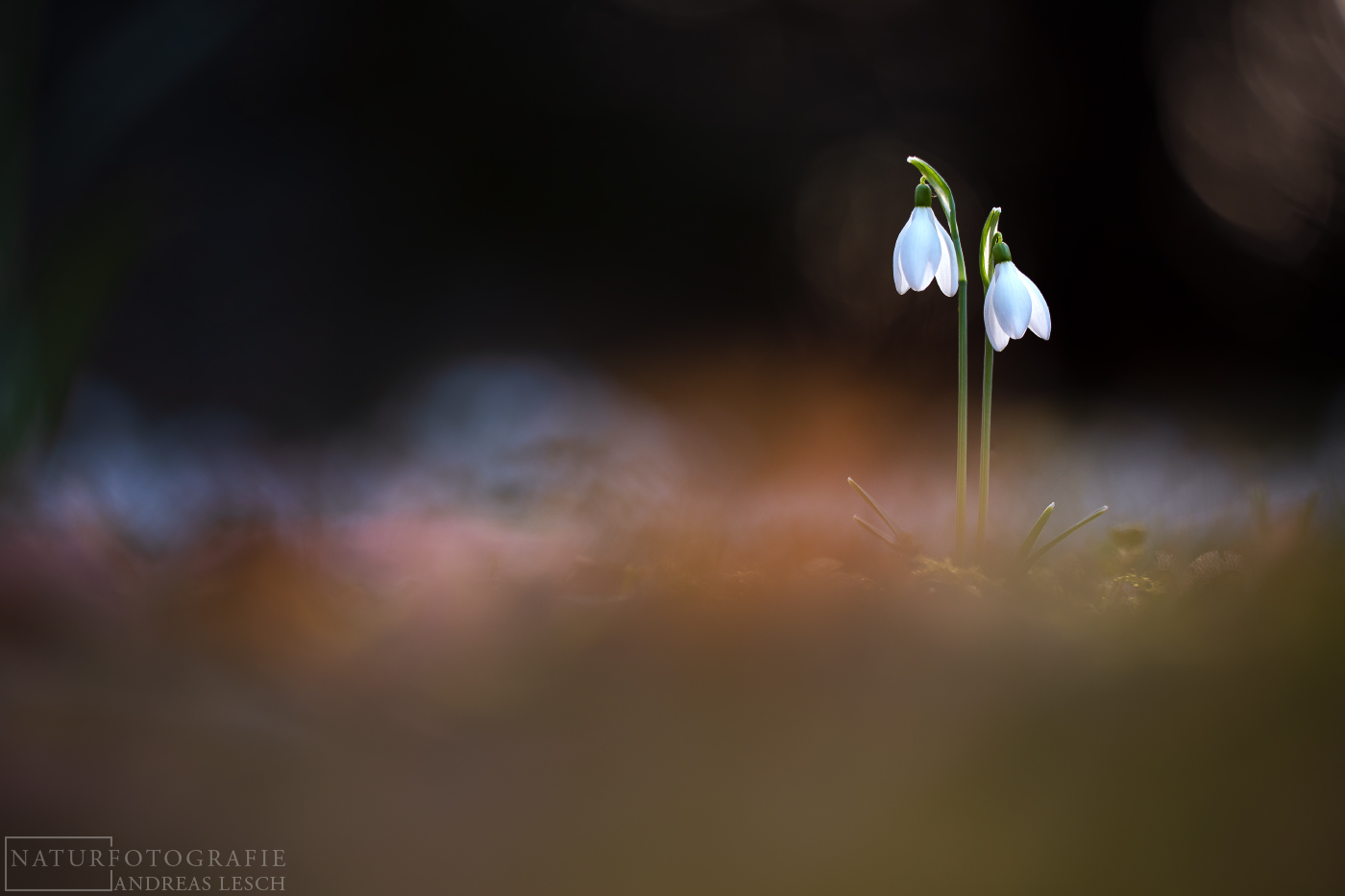 Der Frühling kommt