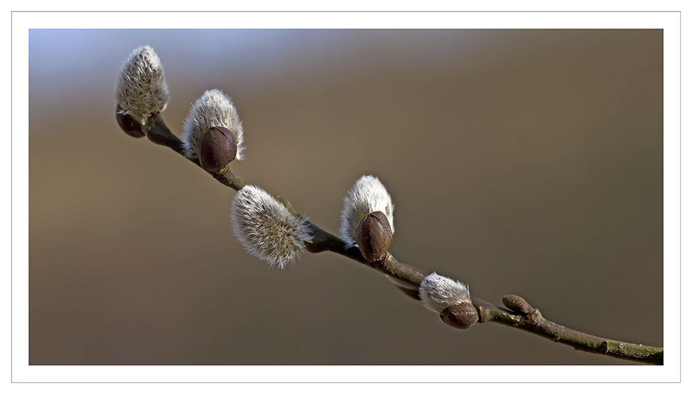 Der Frühling kommt......