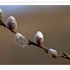 Der Frühling kommt......