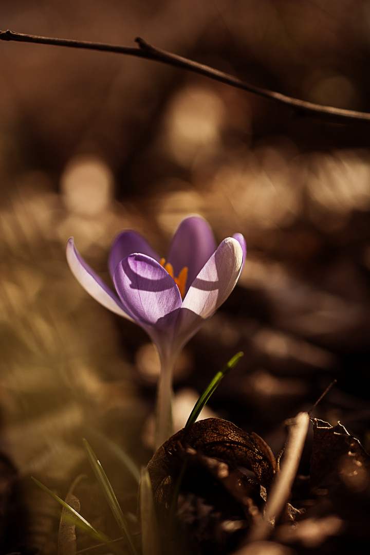 Der Frühling kommt :D