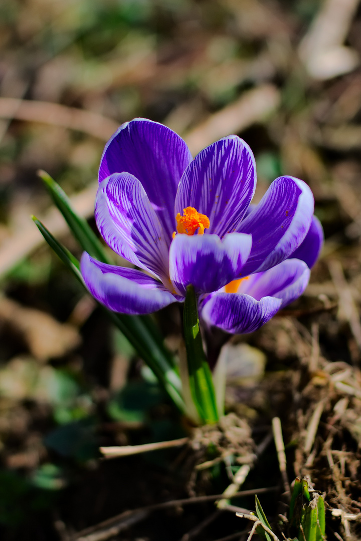 Der Frühling kommt!