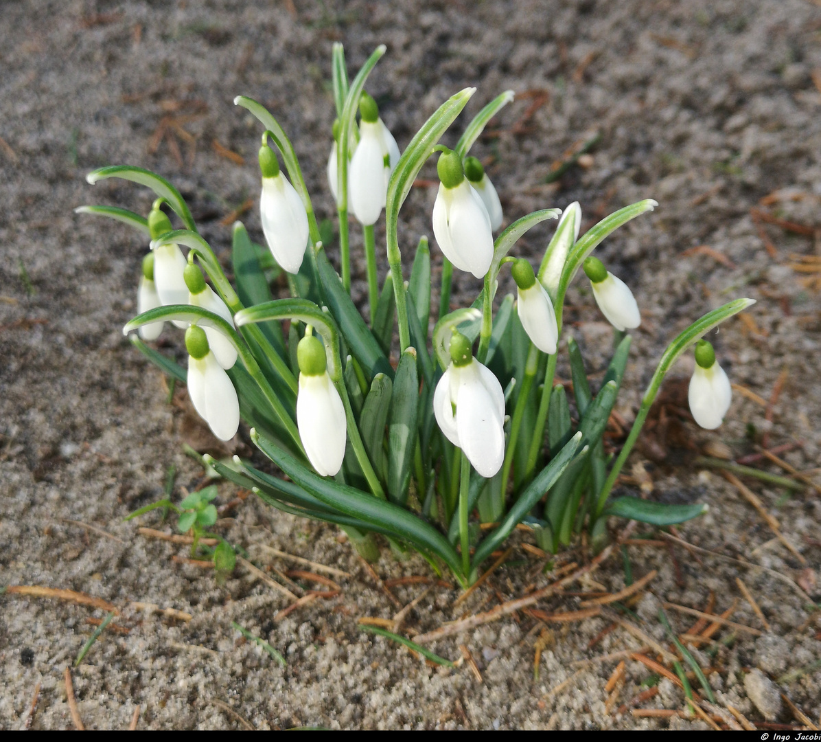 Der Frühling kommt 