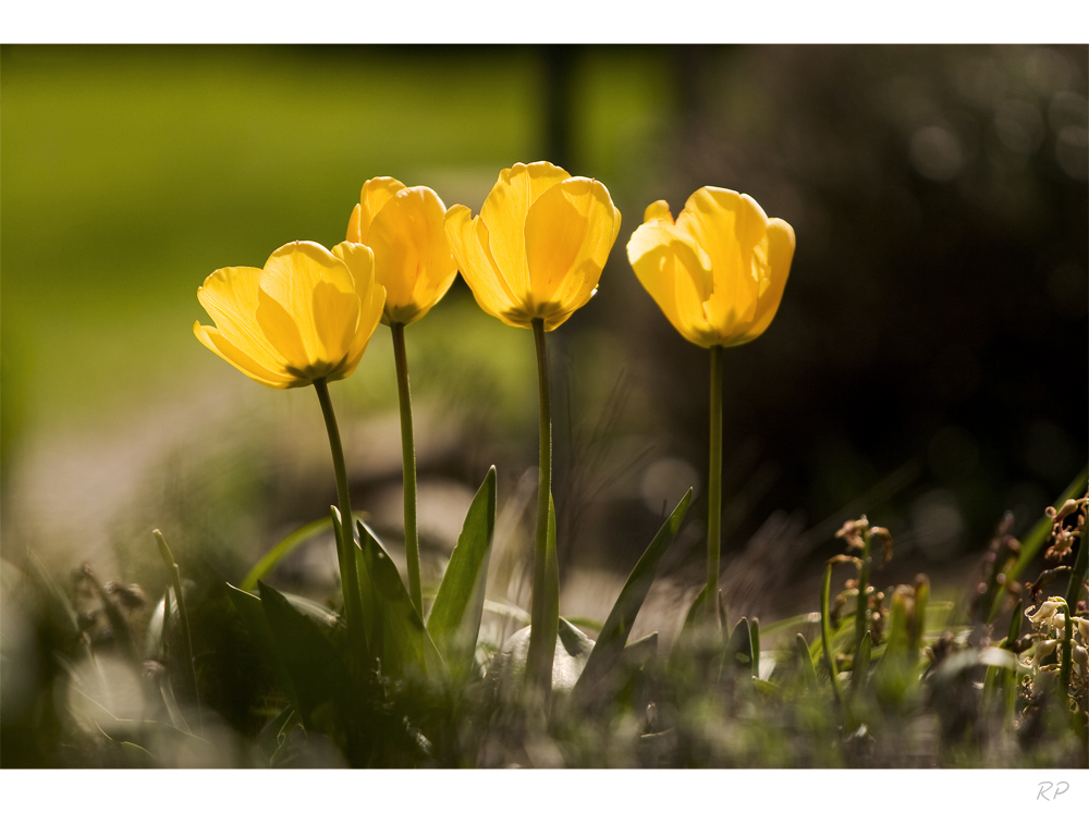 Der Frühling kommt!