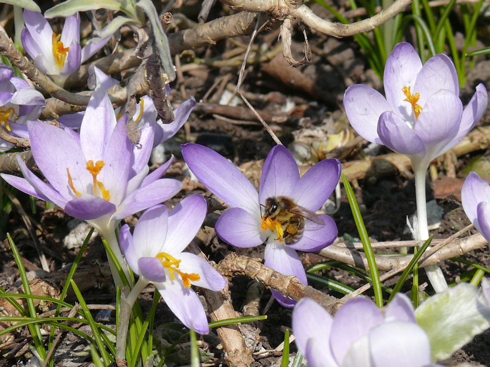 Der Frühling kommt