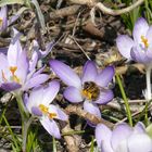 Der Frühling kommt