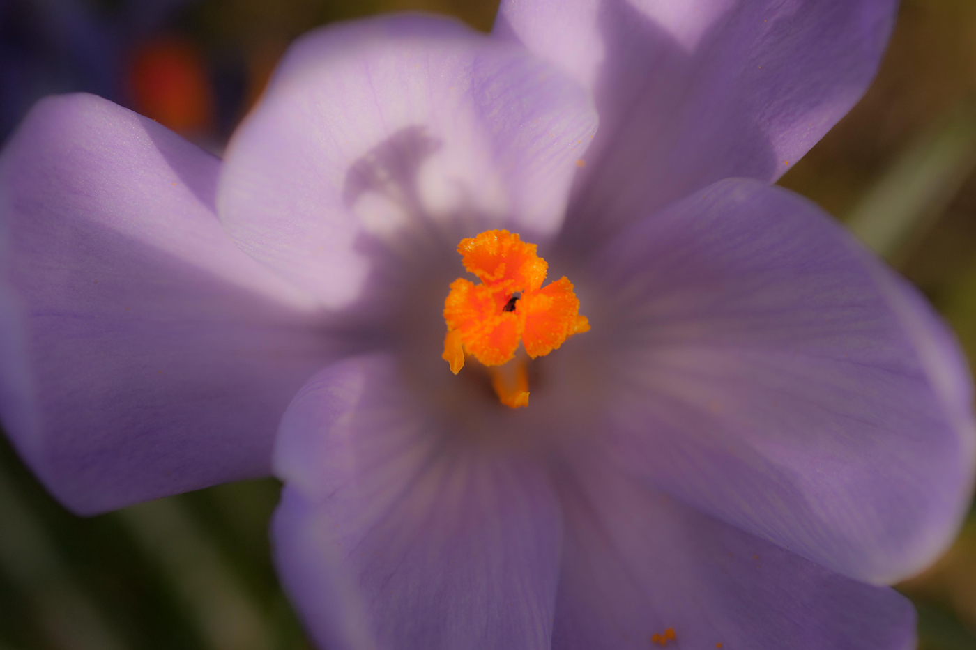 Der Frühling kommt