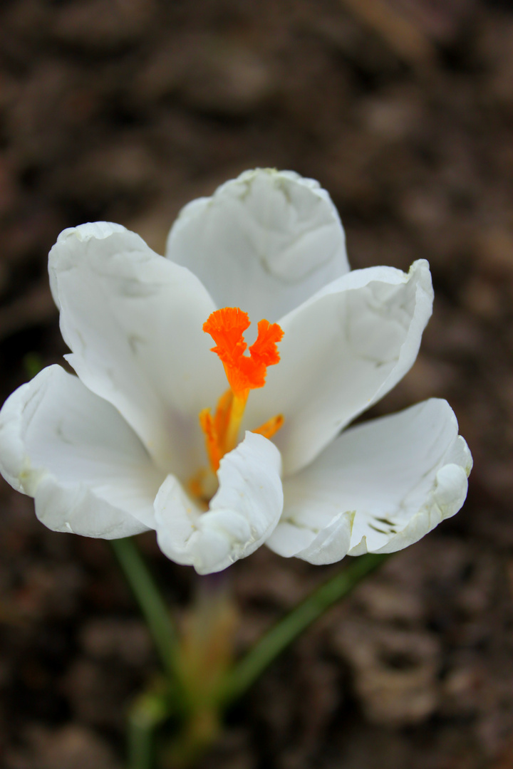 Der Frühling kommt !!