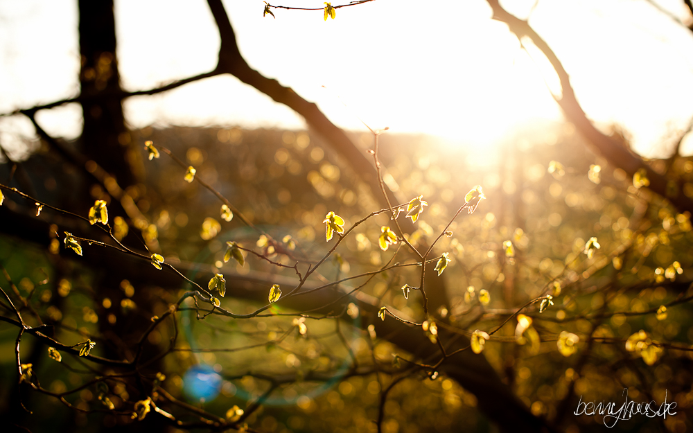 Der Frühling kommt...