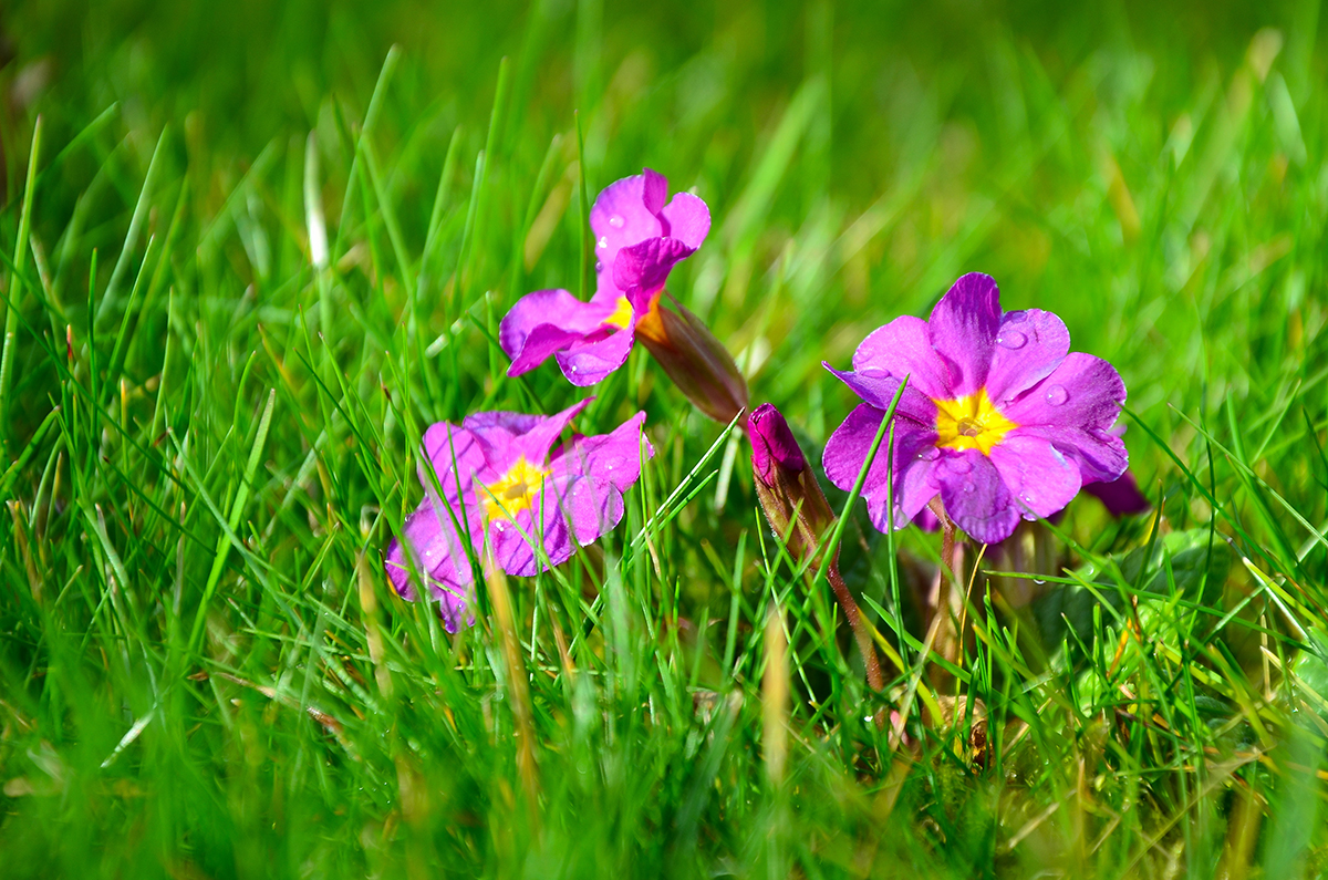 Der Frühling kommt