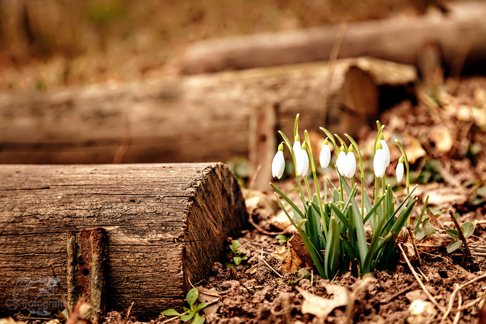 Der Frühling kommt