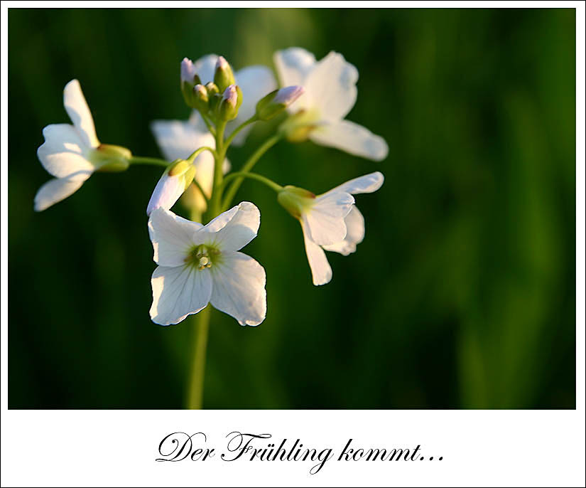 Der Frühling kommt...