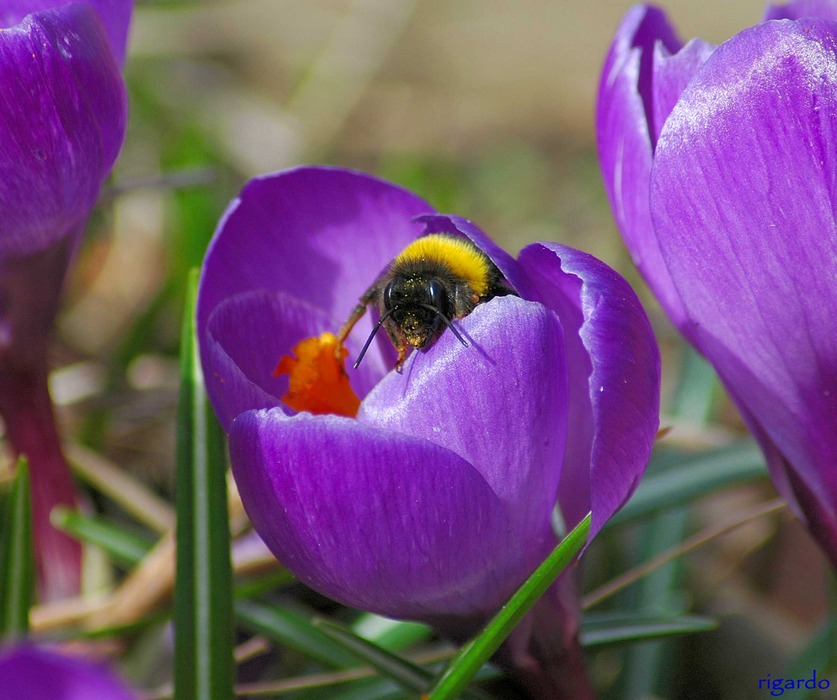 Der Frühling kommt