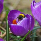 Der Frühling kommt