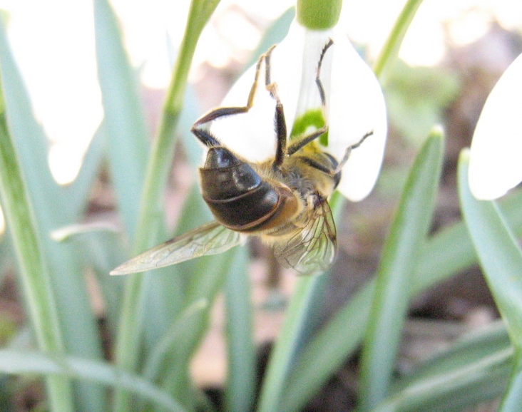 Der Frühling kommt