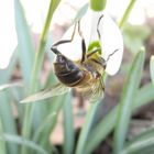 Der Frühling kommt