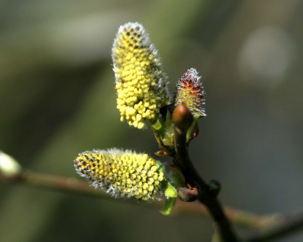 der Frühling kommt