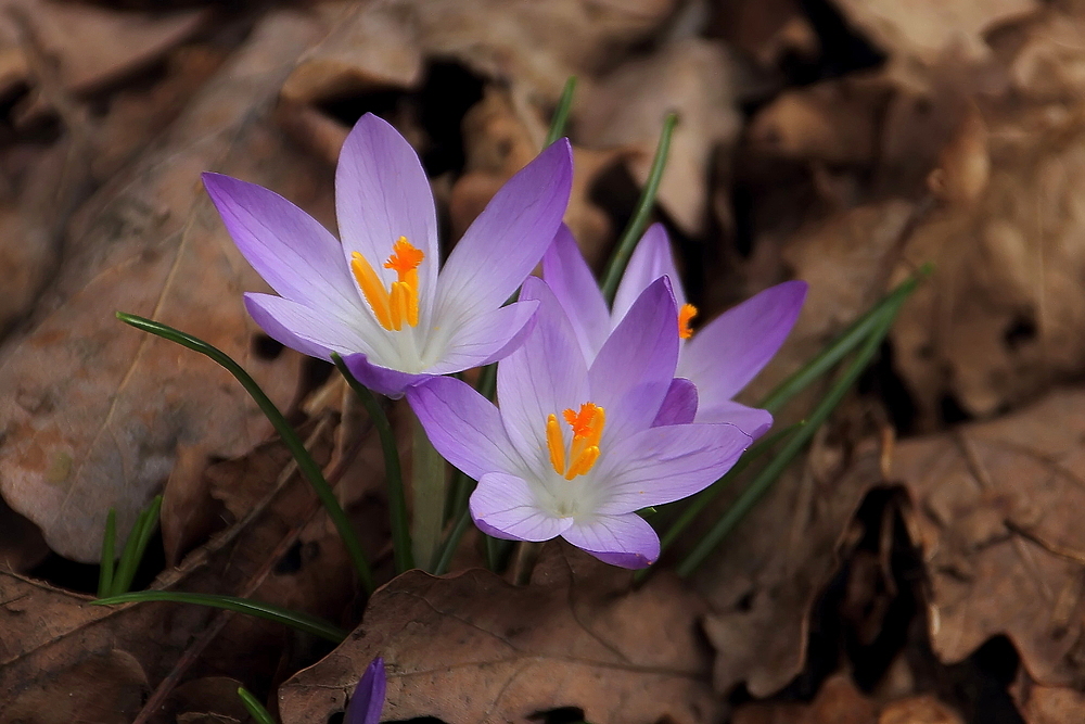 Der Frühling kommt