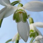 Der Frühling kommt :-)))