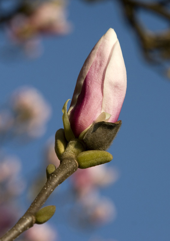 Der Frühling kommt....