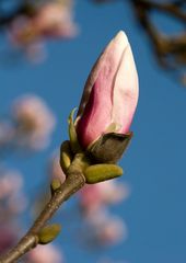 Der Frühling kommt....