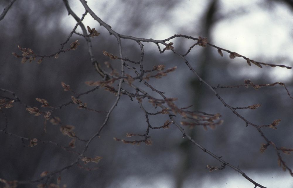 Der Frühling kommt