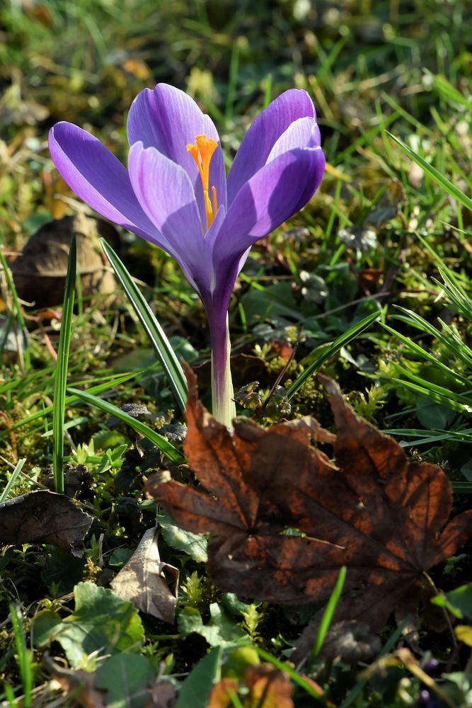 Der Frühling kommt der Herbst geht