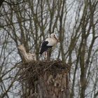  Der Frühling Kommt  der Storch  ist  da