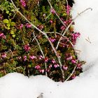 Der Frühling kommt, der Winter geht