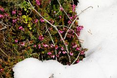 Der Frühling kommt, der Winter geht