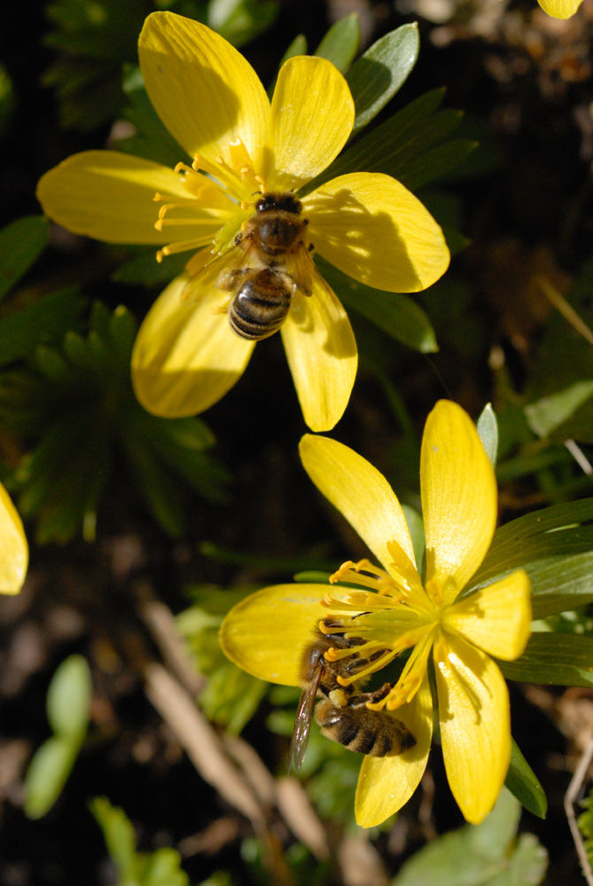 Der Frühling kommt, die Bienen schwärmen