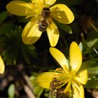 Der Frühling kommt, die Bienen schwärmen