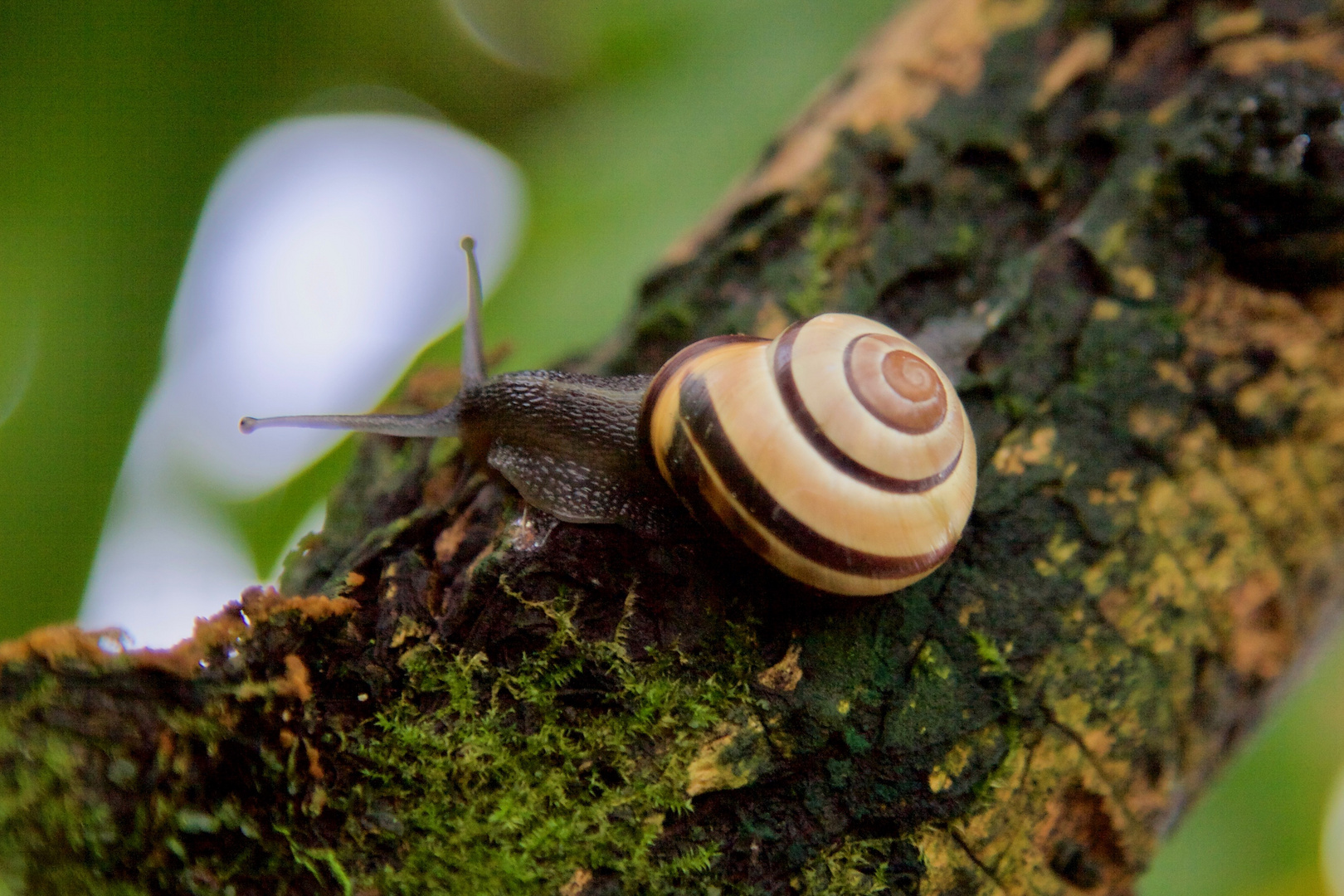 Der Frühling kommt (die erste Bänderschnecke)