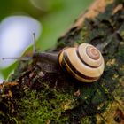 Der Frühling kommt (die erste Bänderschnecke)