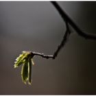 Der Frühling kommt - Die ersten Bäume schlagen aus ;-)