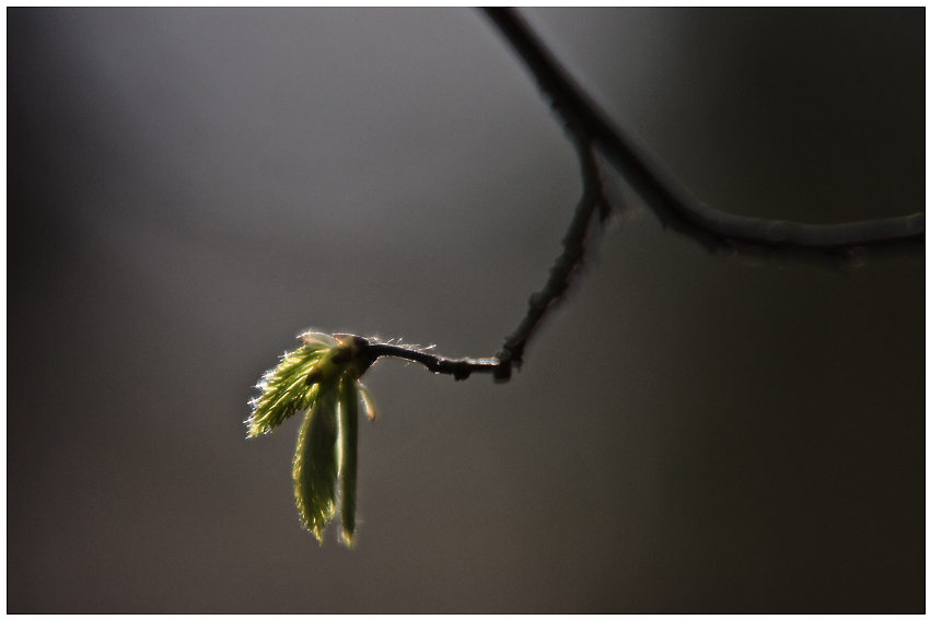 Der Frühling kommt - Die ersten Bäume schlagen aus ;-)