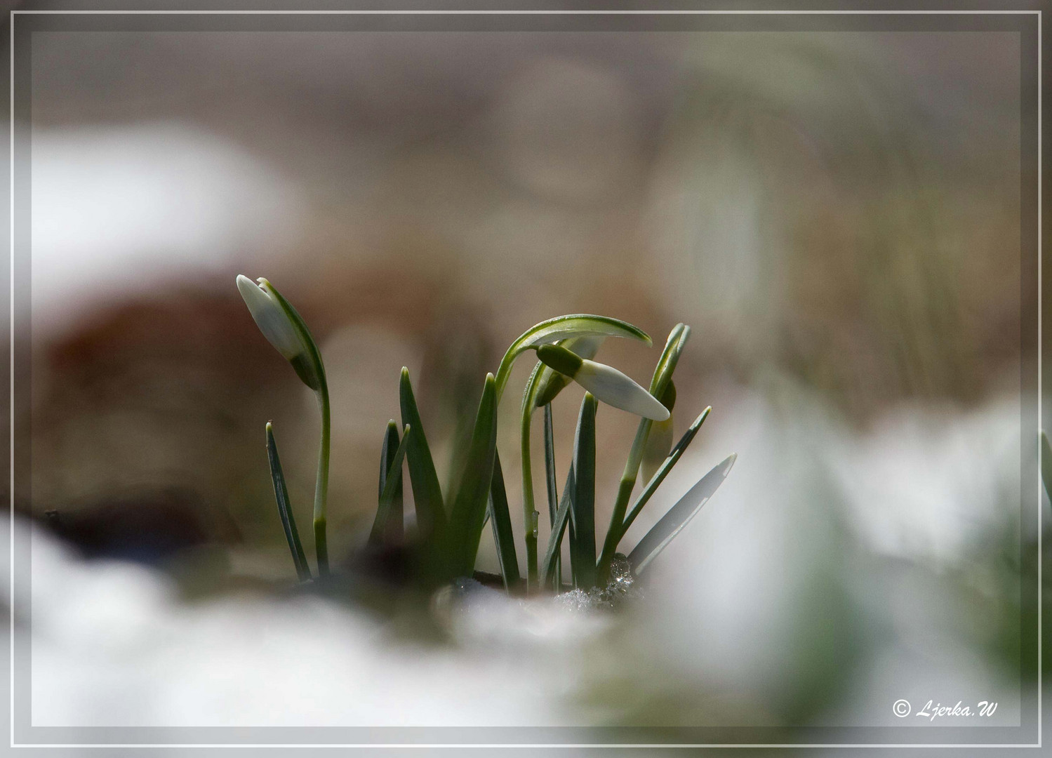 Der Frühling kommt doch