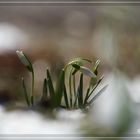 Der Frühling kommt doch