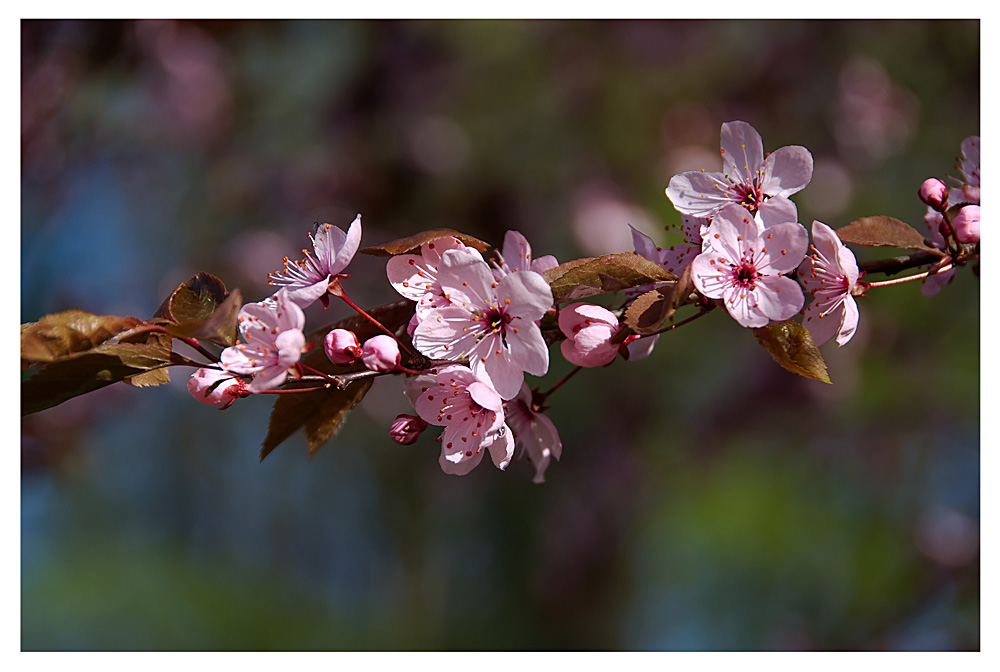 Der Frühling kommt doch !