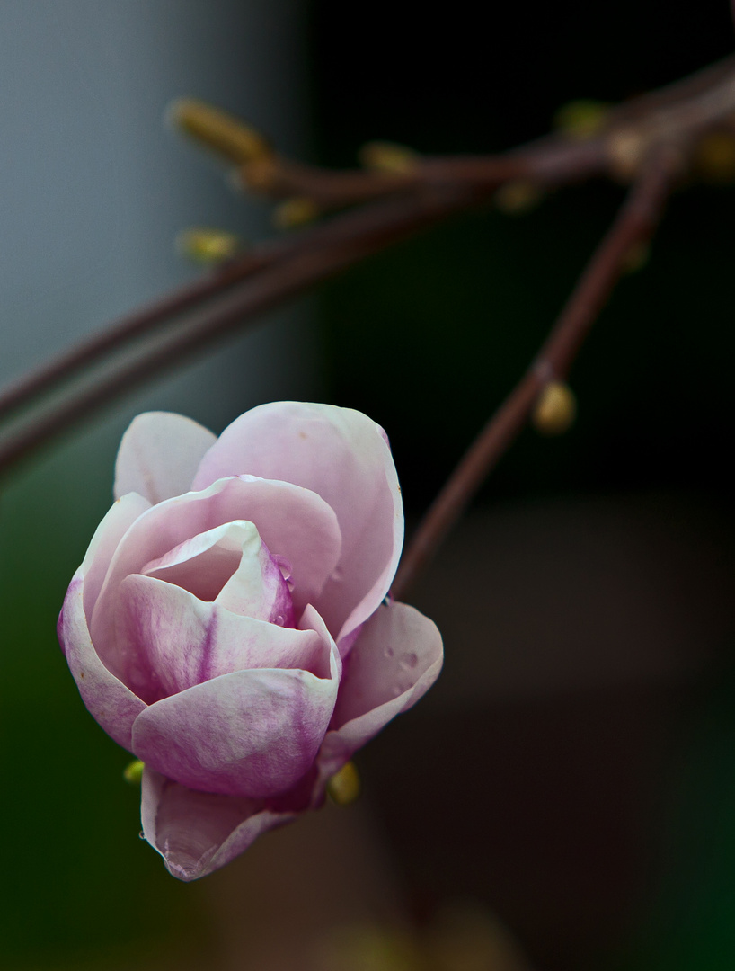 der Frühling kommt doch, auch im meinen Garten