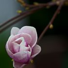 der Frühling kommt doch, auch im meinen Garten