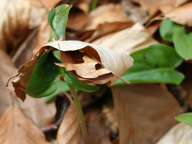 Der Frühling kommt doch