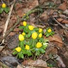 der Frühling kommt